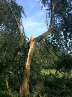 Wald, Forst zur Pacht Bayern - Reichertshofen Vorschau