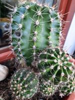 Kaktus  mit Blütenansätzen 13 cm Echinopsis Sachsen - Klingenthal Vorschau