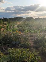 Suche: Garten zur Pacht oder Kauf in Mainz Rheinland-Pfalz - Mainz Vorschau