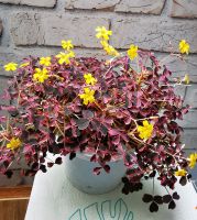 Oxalis vulcanicola variegata Plum Crazy Zimmerpflanze Essen - Karnap Vorschau