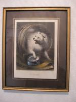 A. H. Payne Der Störenfried Bild Hund gerahmt Graphik Original Nordrhein-Westfalen - Bünde Vorschau
