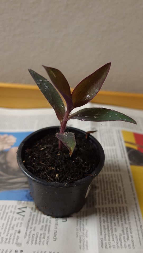 Zimmerpflanze Dreimasterblume Mexikanische tradescantia pallida in Liebenau