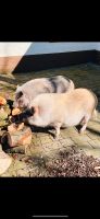 2 Mini-Hängebauchschweine abzugeben-beide weiblich Schleswig-Holstein - Groß Rheide Vorschau
