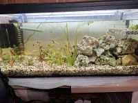 SUCHE Aquarium 2m x 60 x 60 Essen - Essen-Borbeck Vorschau