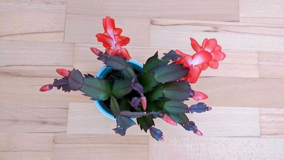 Weihnachtskaktus (Schlumbergera) mit Blüten. in Düsseldorf