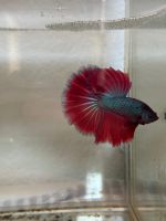 Türkis/Rot Kampffisch / Betta Splendens HM - Männchen Sachsen - Mylau Vorschau