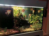 Aquarium 570 Liter Kr. München - Ottobrunn Vorschau