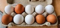Frische Hühner Eier Brandenburg - Am Mellensee Vorschau