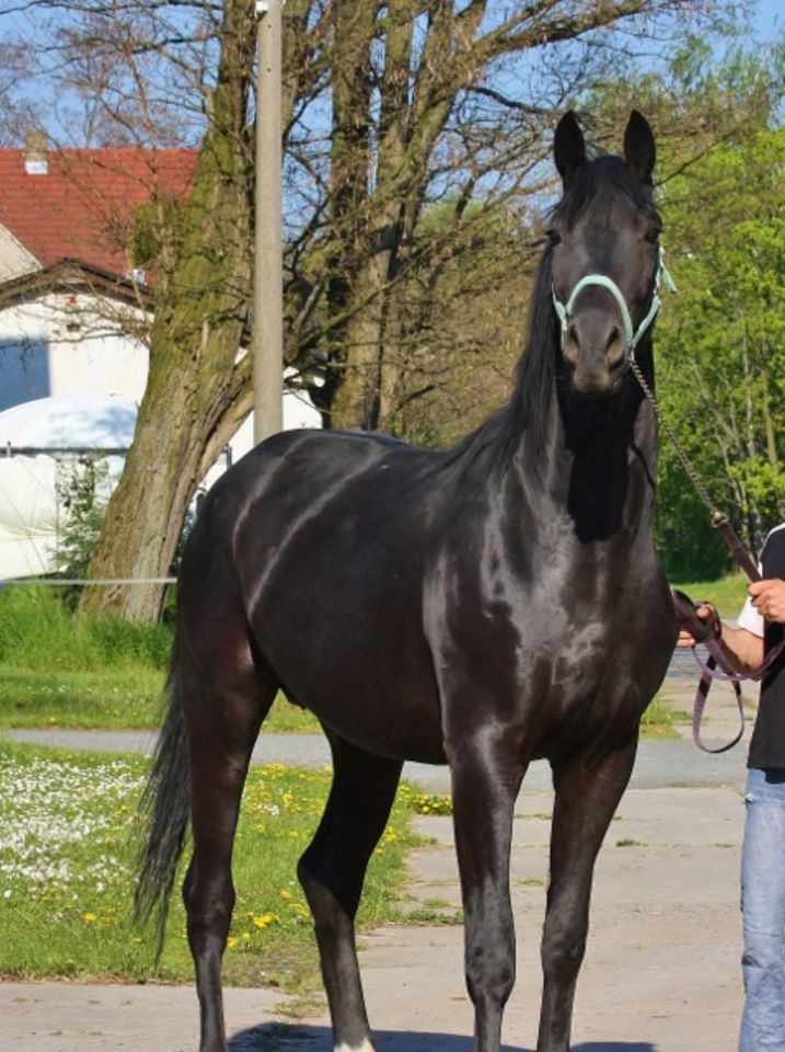 Bildschöne schwarze Zuchtstute aus Elite/Grand Prix Stamm in Radeburg