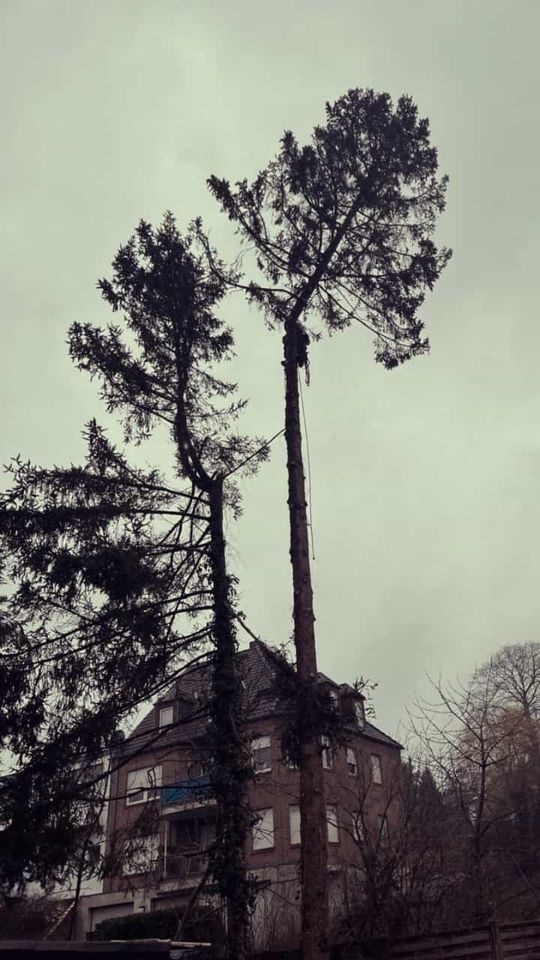 Baumpflege, Baumfällung, Wurzelfräsen, Heckenschnitt in Neukirchen-Vluyn