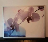 Orchideen Bild Hamburg-Mitte - Hamburg Hamm Vorschau