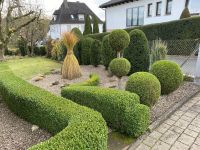 Heckenschnitt | Baumschnitt | Gartenarbeiten |Pflegearbeiten Hessen - Neukirchen Vorschau