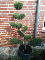 Gartenpflanze Gartenbonsai Bonsi Nordrhein-Westfalen - Stadtlohn Vorschau