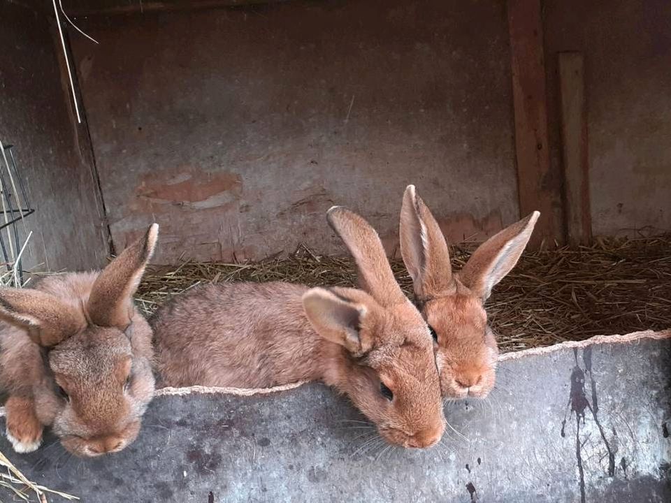 Zucht - Rammler/ Zucht - Hasen/ Kaninchen in Tussenhausen