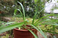 Agapanthus, Schmucklilie - auch Liebesblume genannt, Pflanzen Brandenburg - Birkenwerder Vorschau