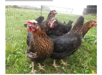 Hühner zu verkaufen 4 Stück jetzt Nordrhein-Westfalen - Minden Vorschau