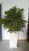 Lechuza Cubico 40 weiß bepflanzt mit Ficus / Büropflanze Bayern - Burtenbach Vorschau