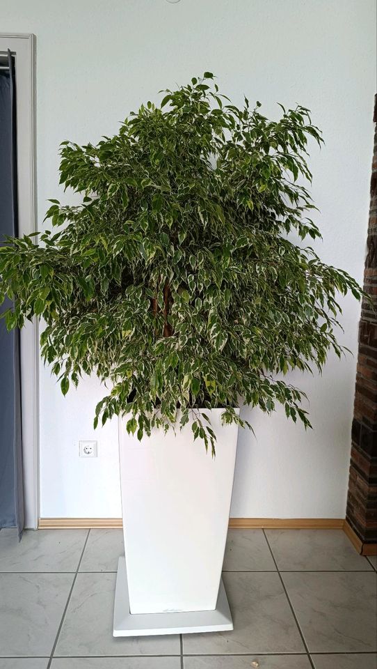 Lechuza Cubico 40 weiß bepflanzt mit Ficus / Büropflanze in Burtenbach