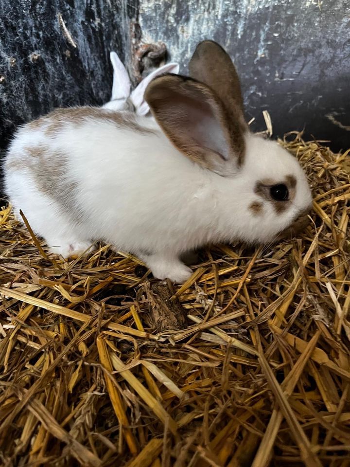 Deutsche Riesen Kaninchenbabys in Tetenbüll