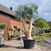 Yucca rostrata 300/320 Nordrhein-Westfalen - Delbrück Vorschau