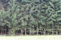 Wald zu verkaufen Bayern - Auerbach in der Oberpfalz Vorschau