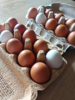 Frische Bio Hühnereier zu verkaufen!! Rheinland-Pfalz - Lambrecht (Pfalz) Vorschau