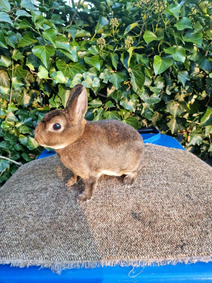 Zwergrex Zwerg Kaninchen Hase Castor tätowiert geimpft RHD1+2 in Meppen