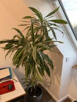 Palme Zimmerpflanze Nordrhein-Westfalen - Voerde (Niederrhein) Vorschau