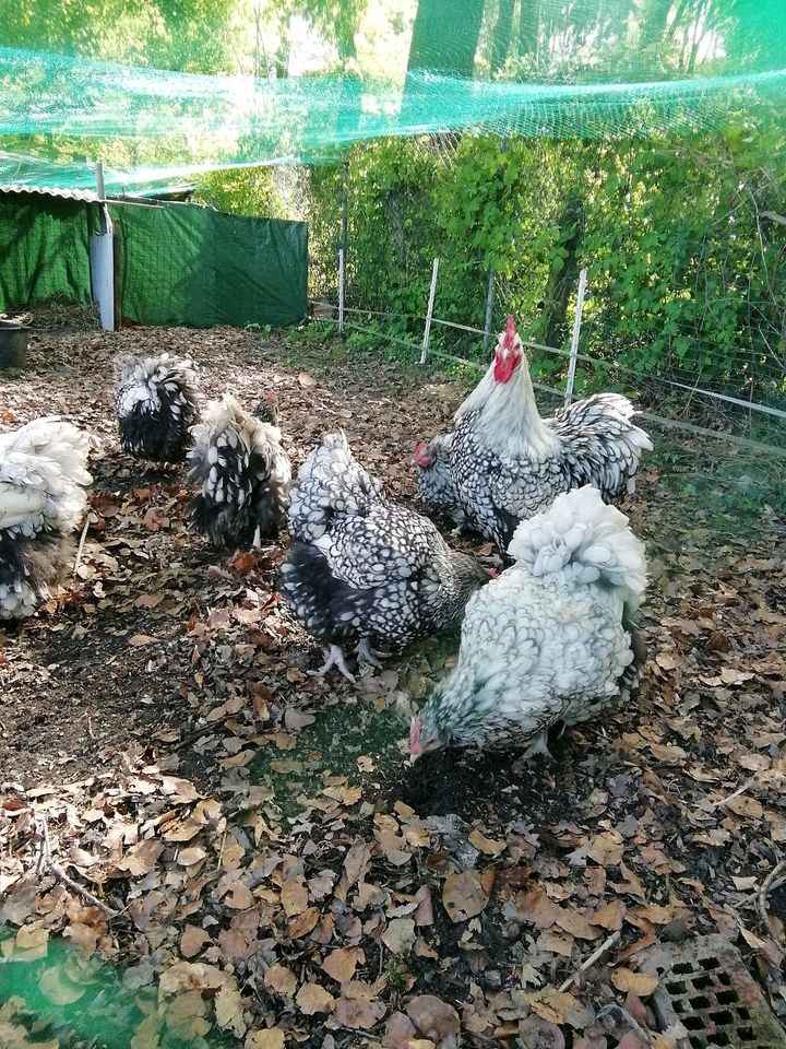 Orpington Silber schwarz - gesäumt... B.E. in Dülmen