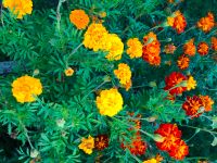 Tagetes, Studentenblumen Samen Baden-Württemberg - Wolpertswende Vorschau