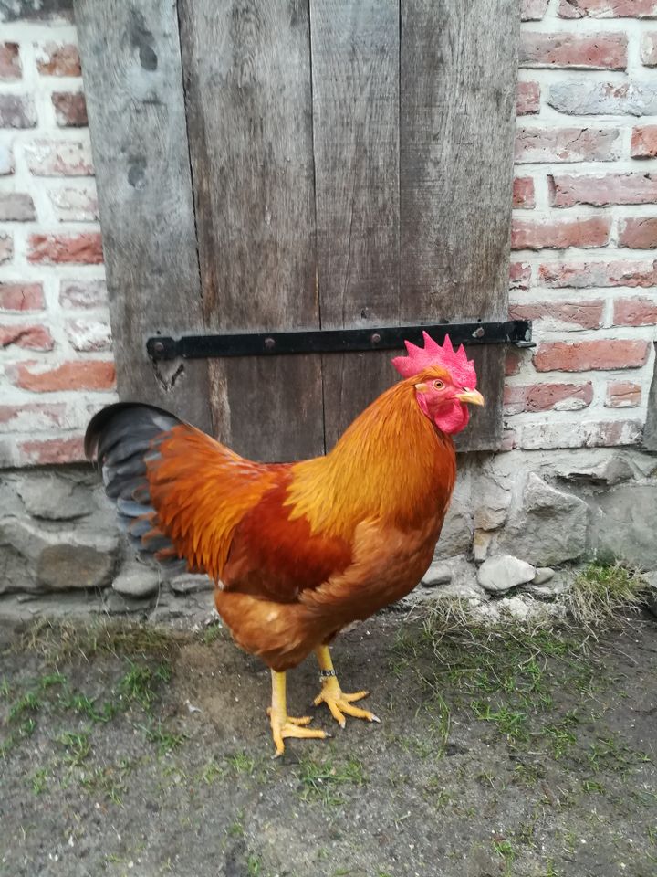 Kurs "Hühnerhaltung für Einsteiger 2024" auf der Kleinod-Farm in Greven