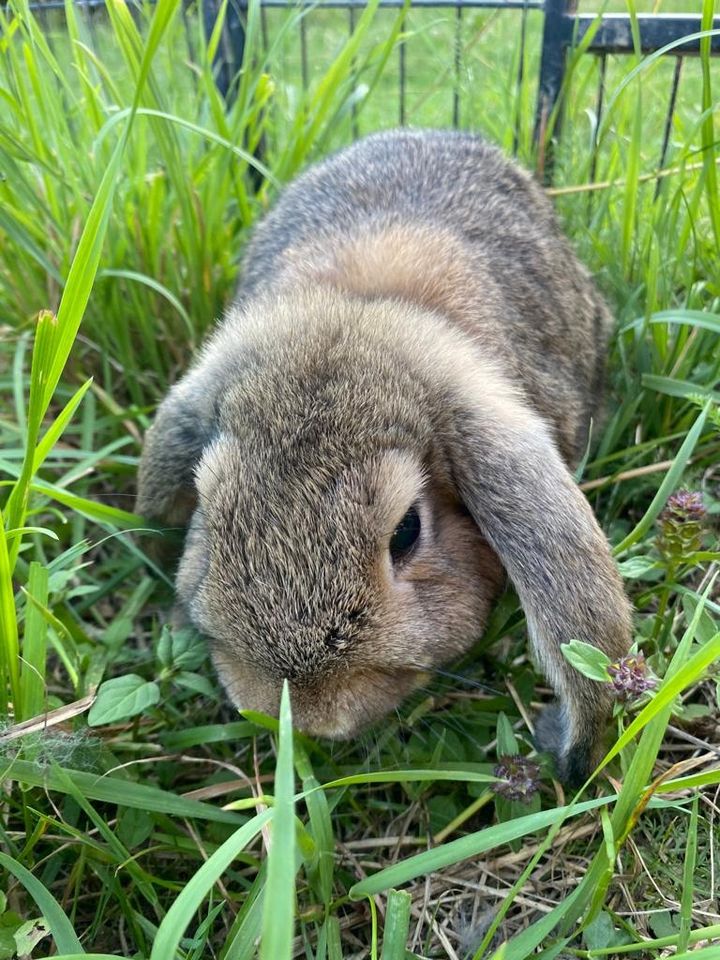 Zwergkaninchen Zwergwidder Schlappohr in Albersweiler