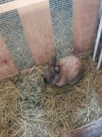 2 Männliche kaninchen Niedersachsen - Bad Bevensen Vorschau