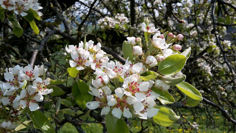 Ganz frischer Wabenhonig direkt aus dem Bienenstock- Obstblüte 23 in Stadtroda