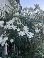 Oleander im Kübel Düsseldorf - Pempelfort Vorschau