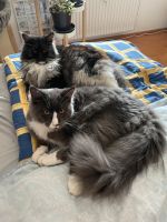 Zwei Maine Coon Katzen Baden-Württemberg - Oftersheim Vorschau