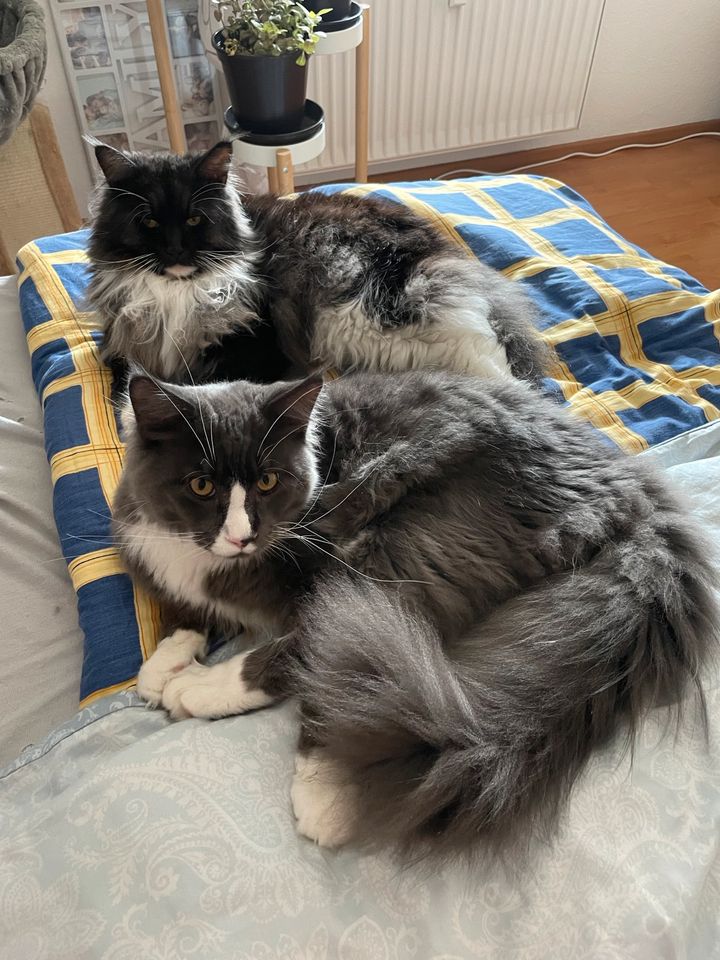 Zwei Maine Coon Katzen in Oftersheim