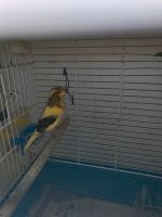 2 Kanarienvögel mit Käfig Feldmoching-Hasenbergl - Feldmoching Vorschau