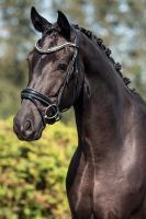 Super schöne Trensen mit GLITZER und LACK €66,95 pony, vb/cob, wb/full, kb/extra full NEU! Niedersachsen - Rehburg-Loccum Vorschau