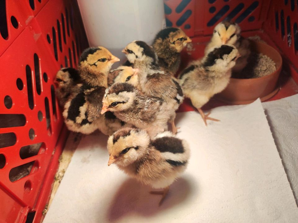 Bruteier große Araucana Grünleger reinrassig in Röblingen am See