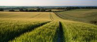 Acker Ackerflächen Landwirtschaft Flächen Grundstück zu pachten Bayern - Ichenhausen Vorschau