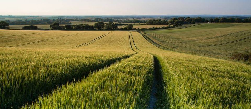 Acker Ackerflächen Landwirtschaft Flächen Grundstück zu pachten in Ichenhausen