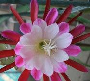 Epiphyllum bewurzelt, Blattkaktus, Blattkakteen, sukkulent in Essen