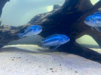 Melanochromis cyaneorhabdos Stuttgart - Bad Cannstatt Vorschau