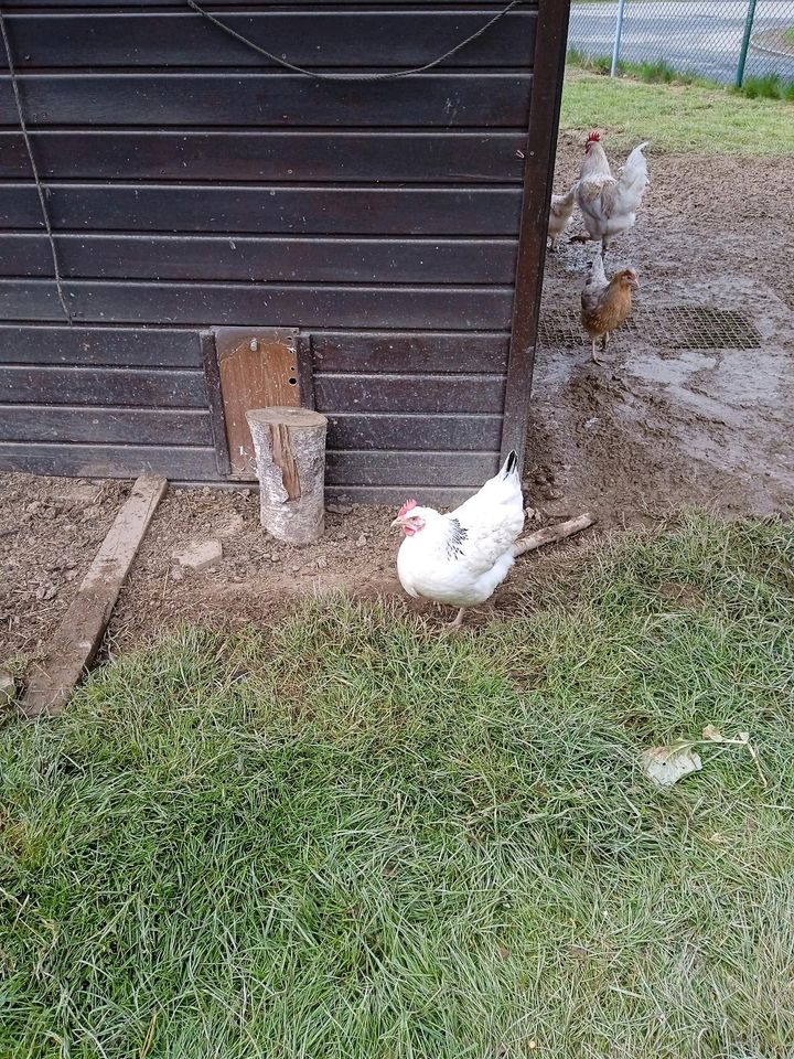 Sussex Hennen mit einer Legeleistung von 250-280 Eiern in Eschenburg