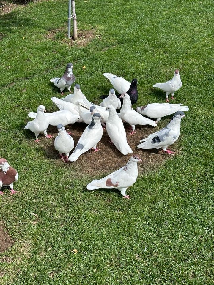 Kosovo Tauben in Jettingen