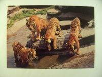Tiger im Zoo, Ansichtskarte aus dem Horn Verlag, ungelaufen Bayern - Bamberg Vorschau