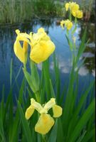 Teich - Wasserpflanzen - gelbe Iris Niedersachsen - Hilgermissen Vorschau