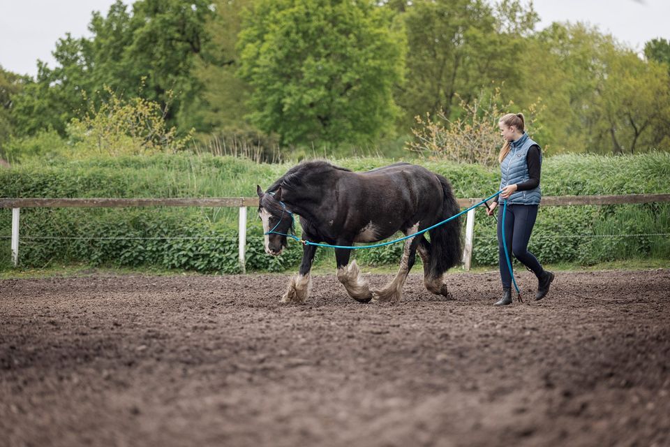 Unterricht in Reiten, Bodenarbeit, Akademischer Reitkunst etc. in Neubörger