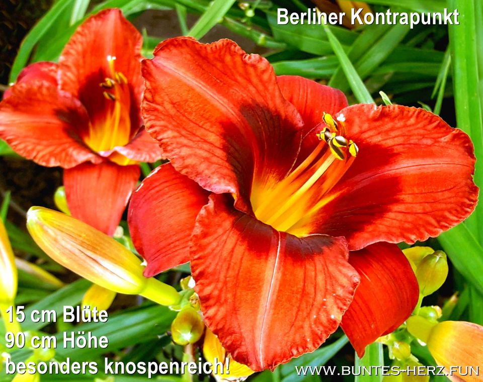 Taglilien Sammlungsauflösung Staude Garten Balkon Teich Blumentop in Zittau
